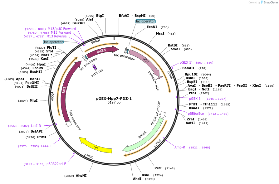 250109-plasmid-map-sequence-id-498172