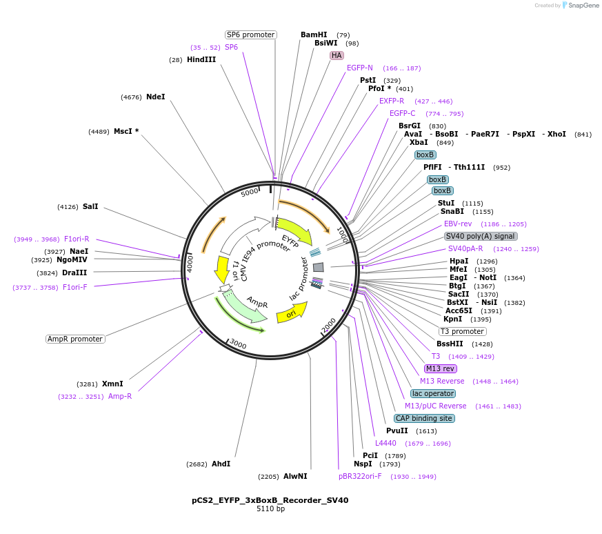 250534-plasmid-map-sequence-id-498177