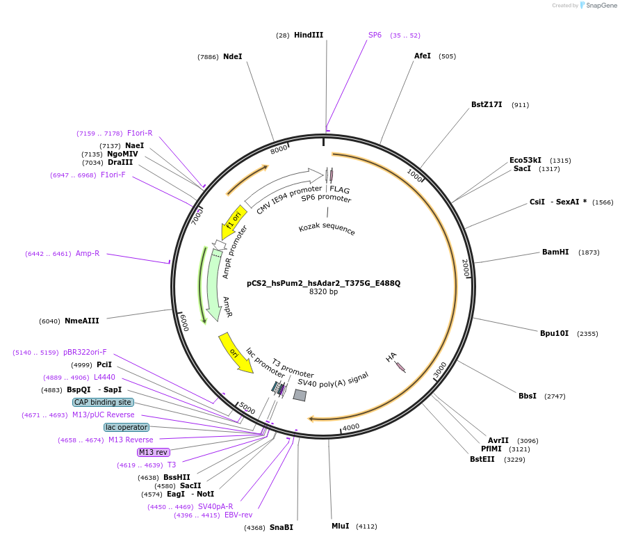 250538-plasmid-map-sequence-id-498178