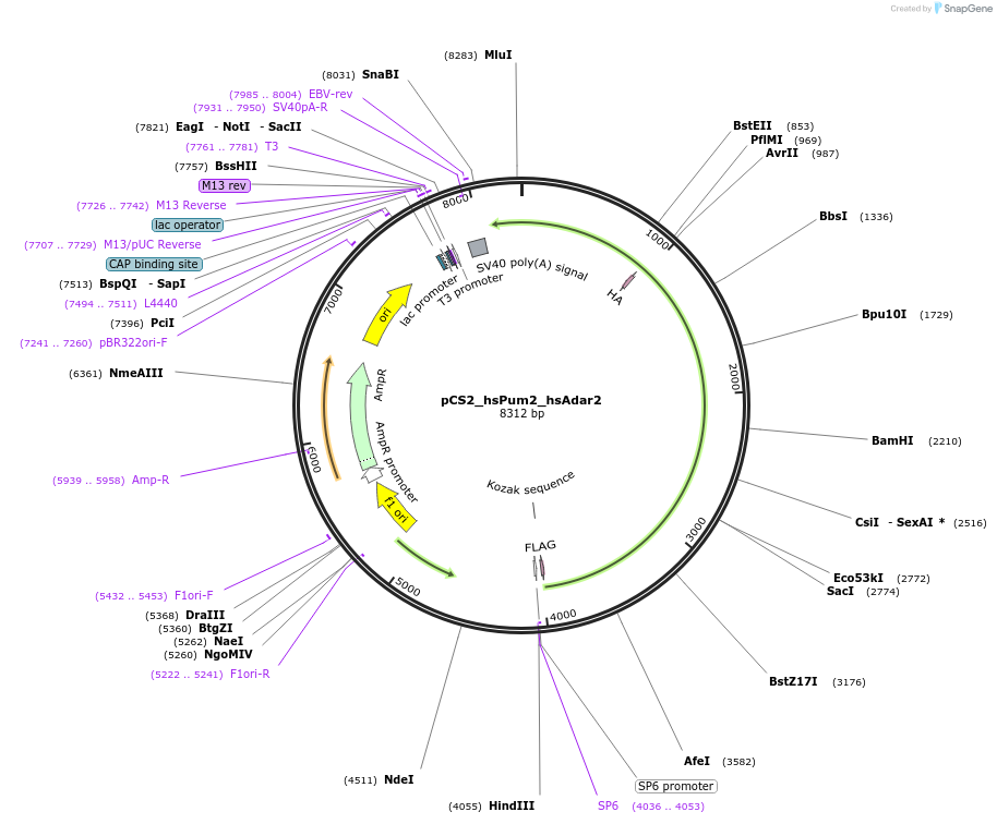 250539-plasmid-map-sequence-id-498268