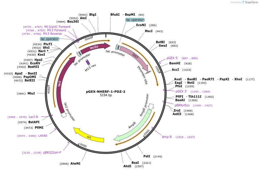 250117-plasmid-map-sequence-id-498269