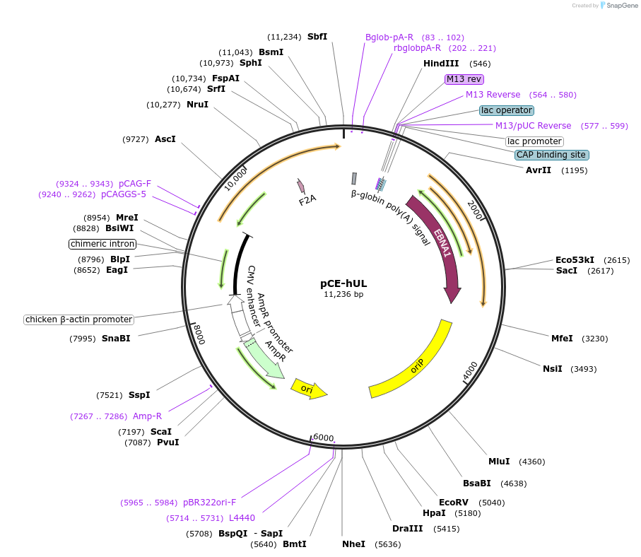 41855-plasmid-map-sequence-id-498271