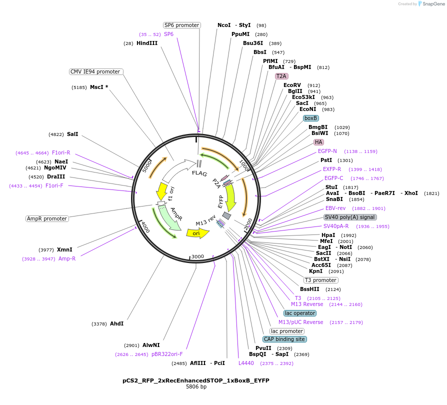 250545-plasmid-map-sequence-id-498274