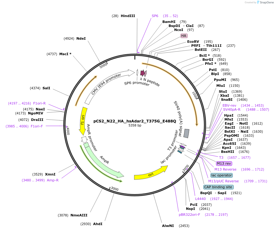 250550-plasmid-map-sequence-id-498277