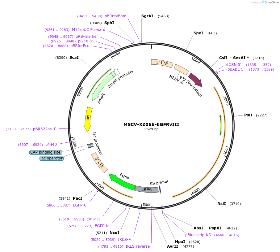 20737-plasmid-map-sequence-id-498279