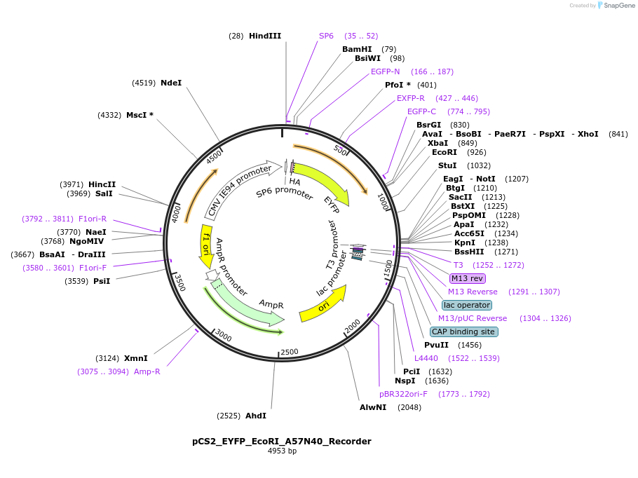 250551-plasmid-map-sequence-id-498280