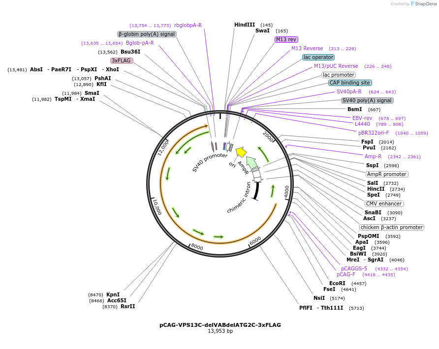 248320-plasmid-map-sequence-id-498289