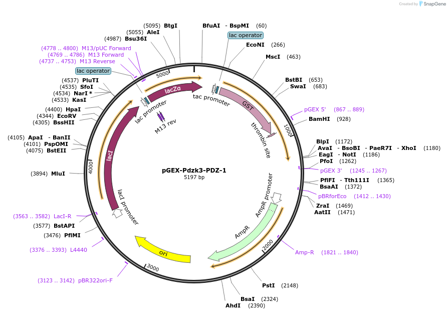 250129-plasmid-map-sequence-id-498293