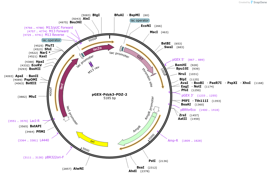 250132-plasmid-map-sequence-id-498315