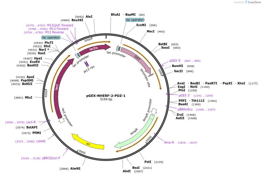 250118-plasmid-map-sequence-id-498321