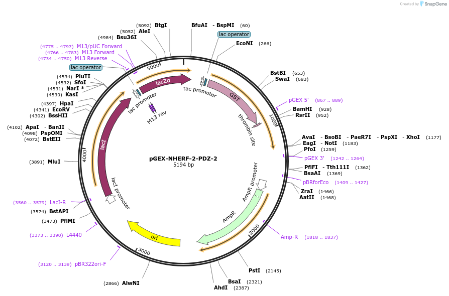 250119-plasmid-map-sequence-id-498322
