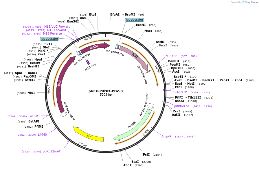 250130-plasmid-map-sequence-id-498324