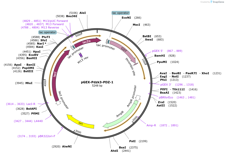 250131-plasmid-map-sequence-id-498326