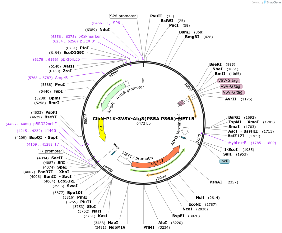 207049-plasmid-map-sequence-id-498331