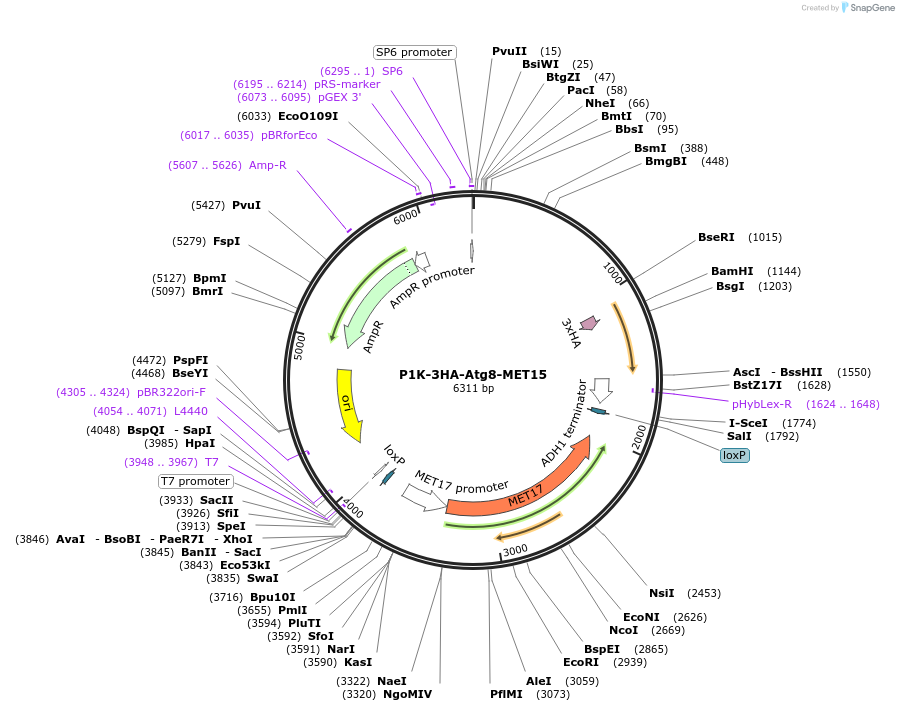 207032-plasmid-map-sequence-id-498333