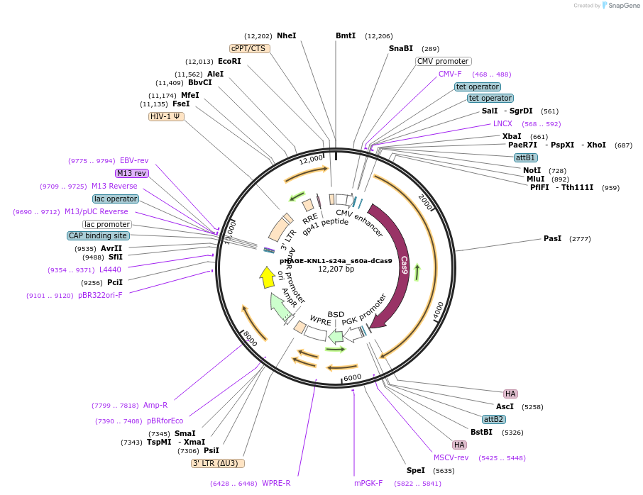248568-plasmid-map-sequence-id-498334