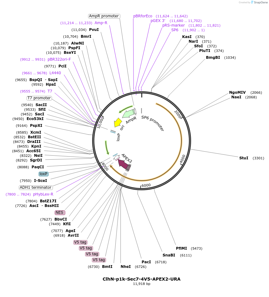 207060-plasmid-map-sequence-id-498335
