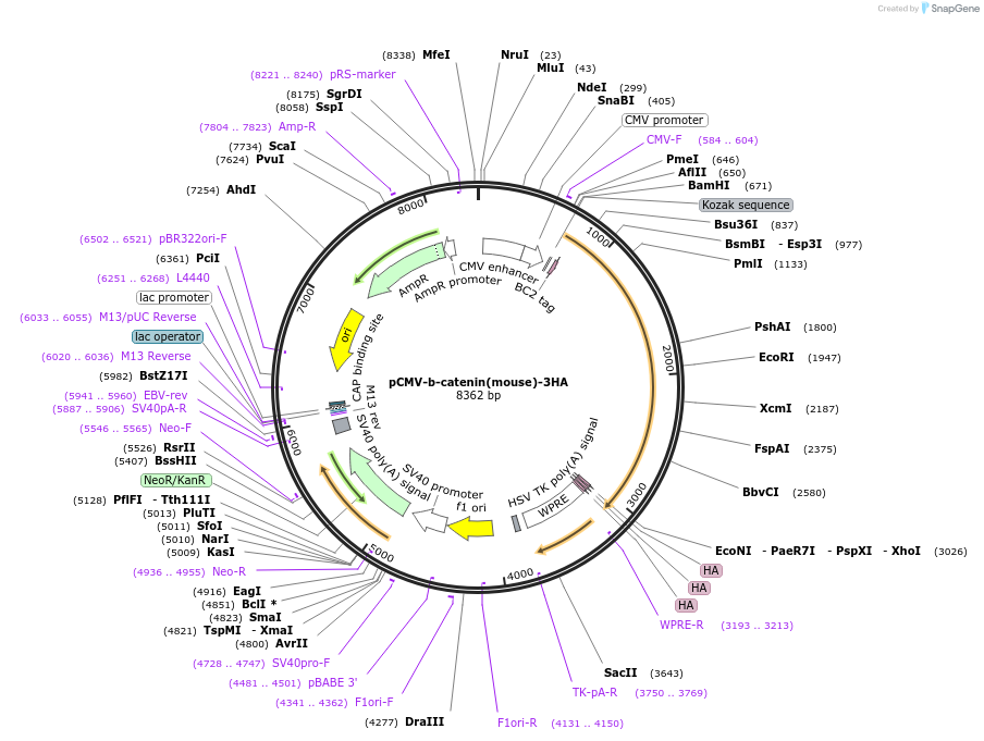 248783-plasmid-map-sequence-id-498338
