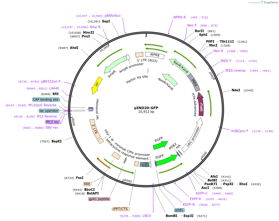 248564-plasmid-map-sequence-id-498340