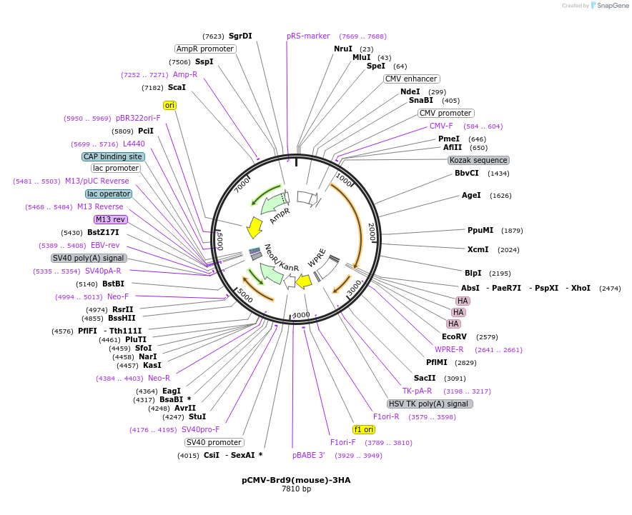 248780-plasmid-map-sequence-id-498341
