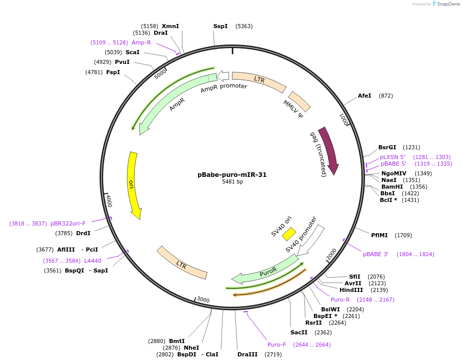 26088-plasmid-map-sequence-id-498343