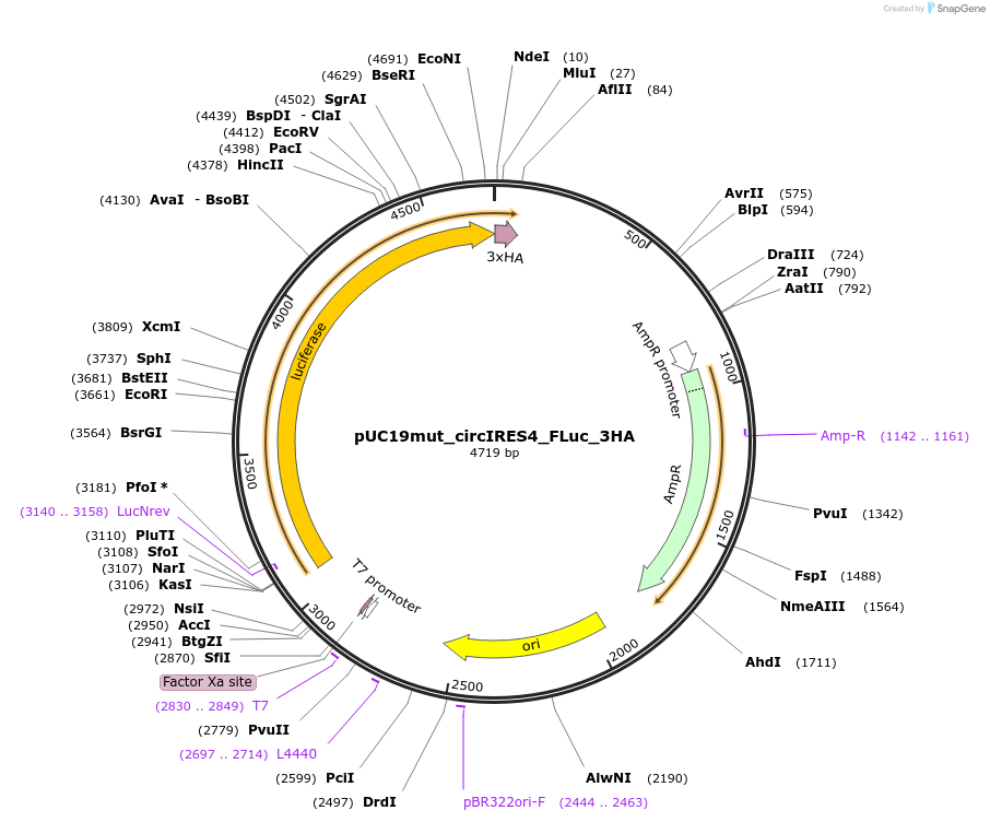 249687-plasmid-map-sequence-id-498351