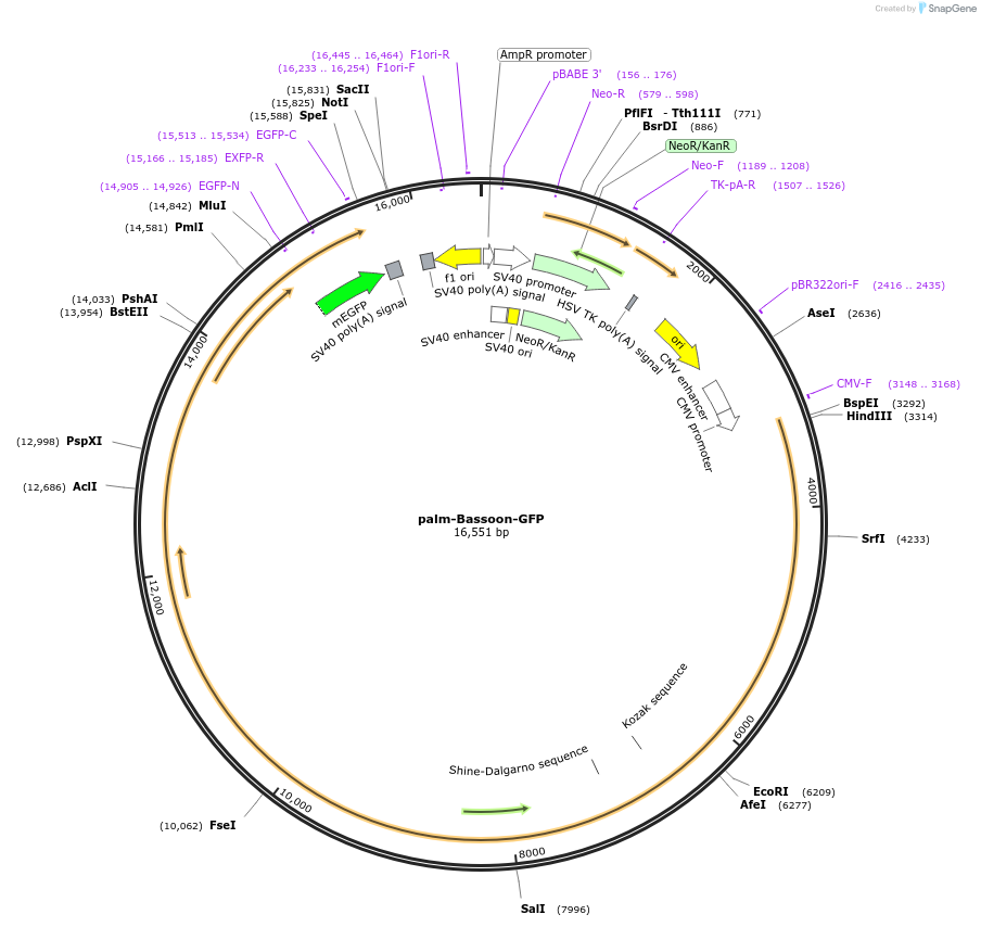 250161-plasmid-map-sequence-id-498360