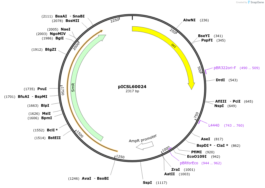 245672-plasmid-map-sequence-id-498366
