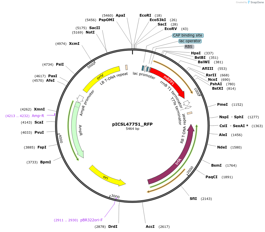 245700-plasmid-map-sequence-id-498369