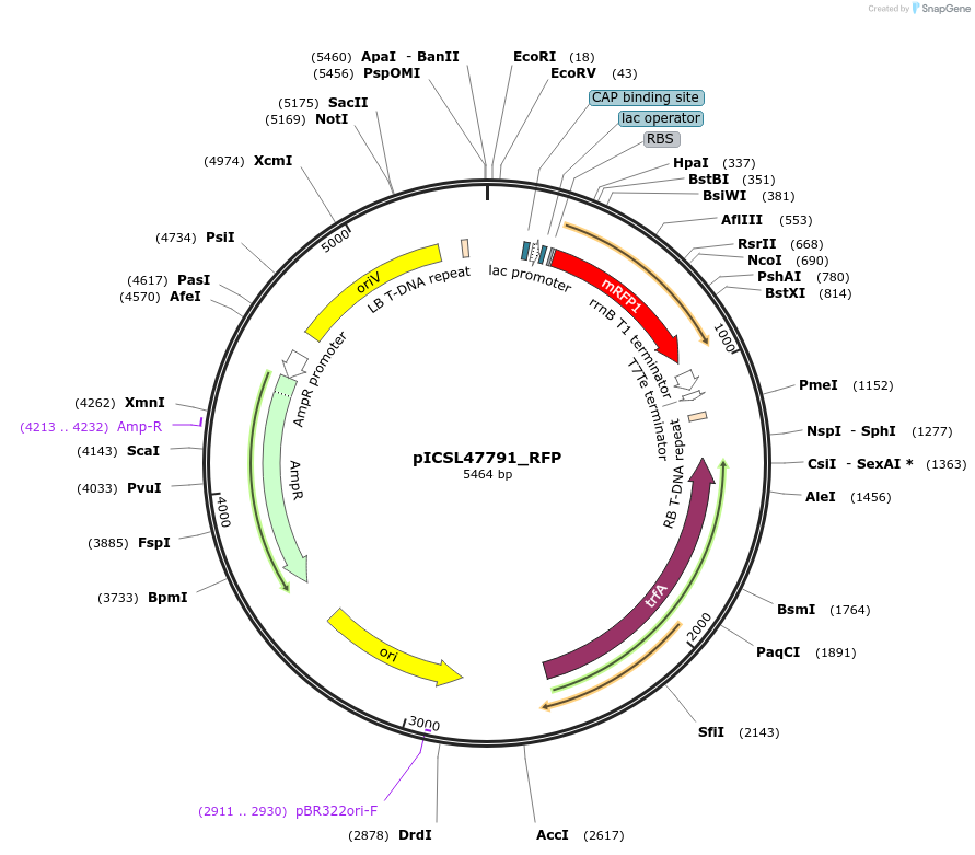 245704-plasmid-map-sequence-id-498370