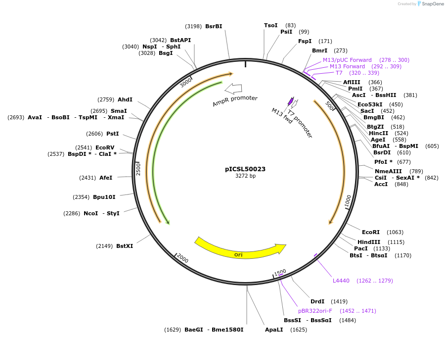 245585-plasmid-map-sequence-id-498375