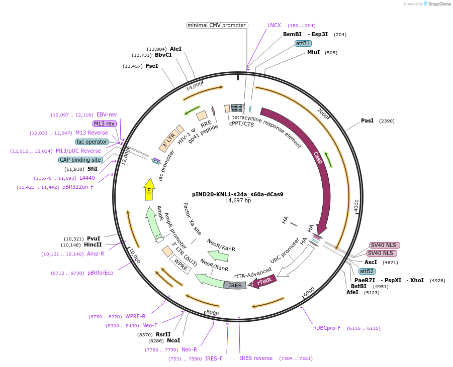 248563-plasmid-map-sequence-id-498382