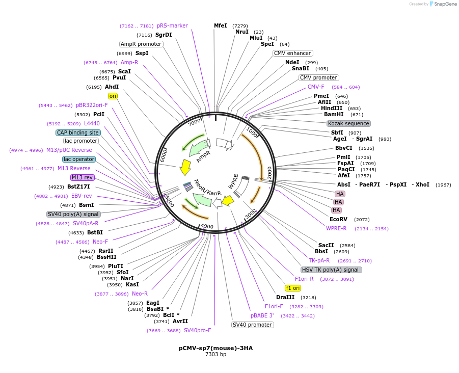 248782-plasmid-map-sequence-id-498401