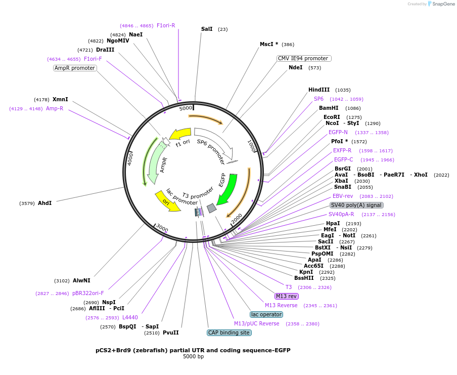 248787-plasmid-map-sequence-id-498403