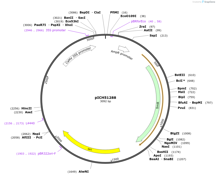 50269-plasmid-map-sequence-id-498446