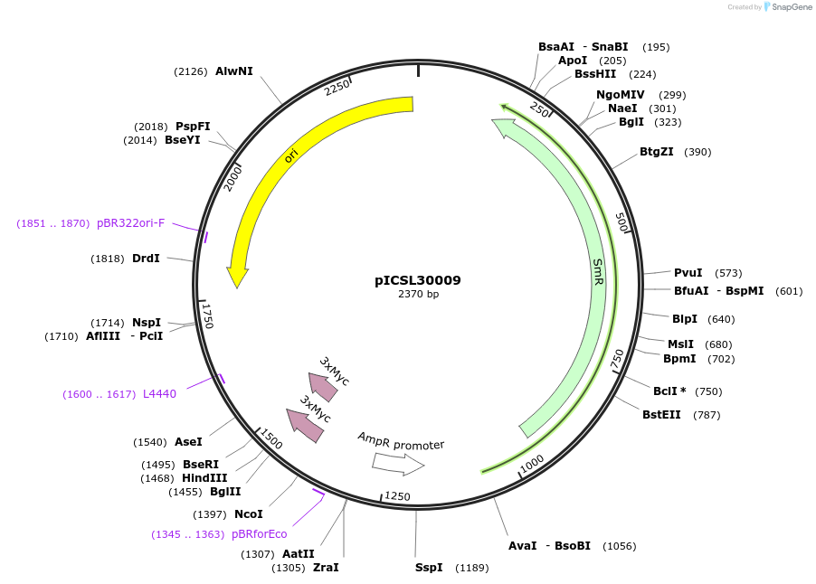 50301-plasmid-map-sequence-id-498449