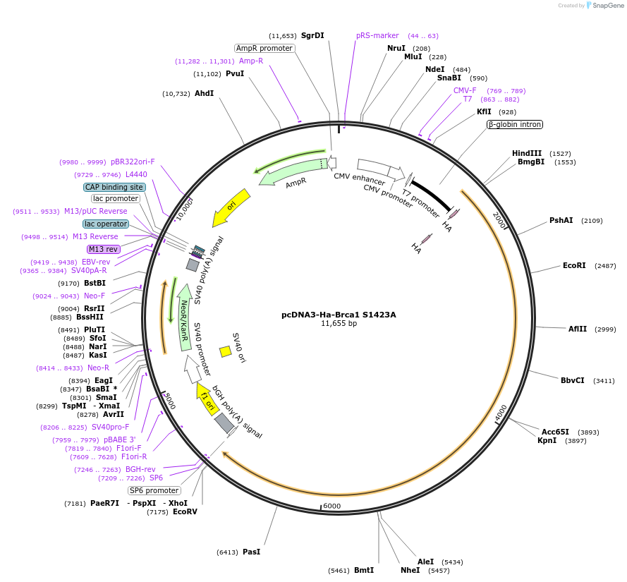 32533-plasmid-map-sequence-id-498453