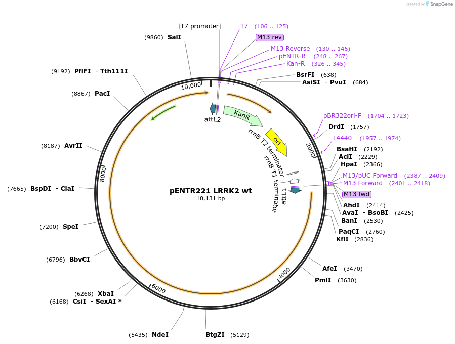 39529-plasmid-map-sequence-id-49846