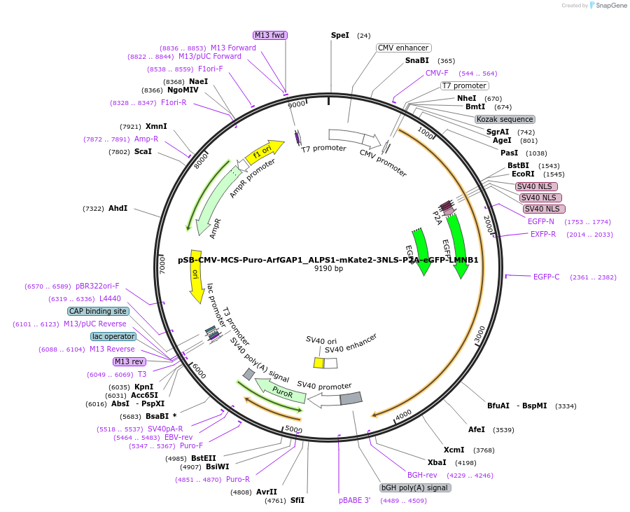 250914-plasmid-map-sequence-id-498467