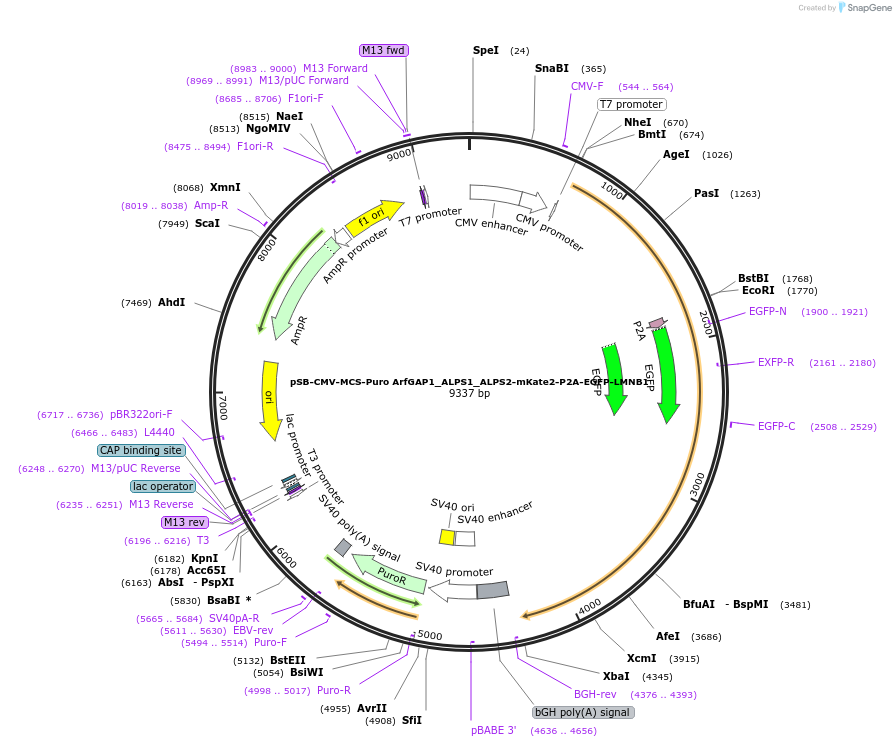 250905-plasmid-map-sequence-id-498468