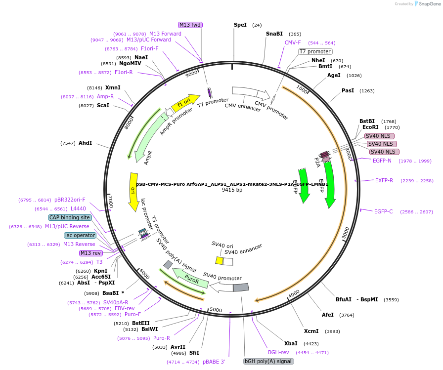 250908-plasmid-map-sequence-id-498469