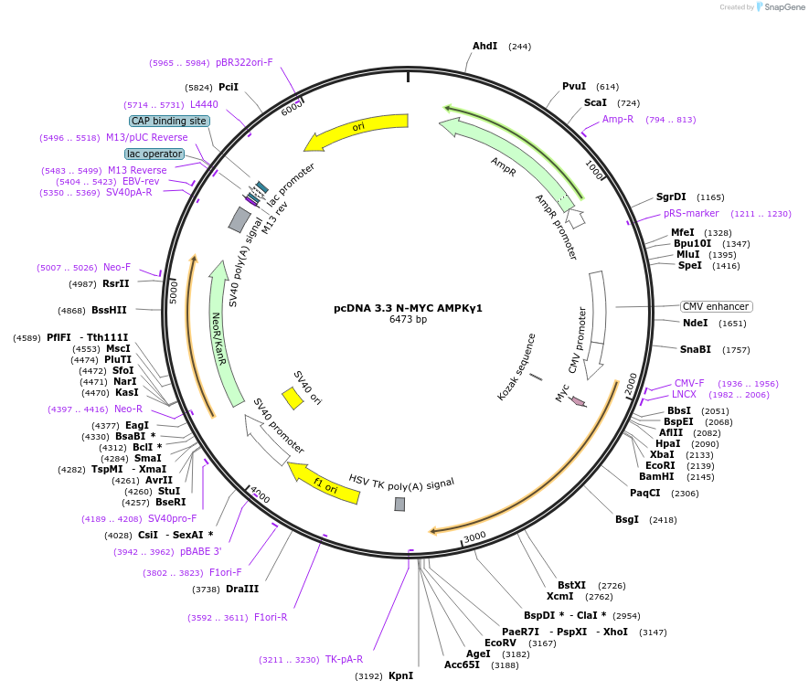 249432-plasmid-map-sequence-id-498477