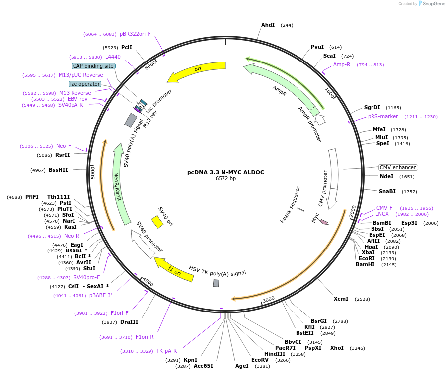 249426-plasmid-map-sequence-id-498478