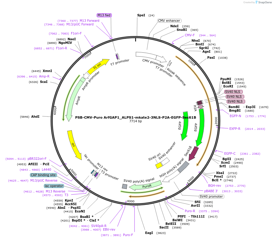 250912-plasmid-map-sequence-id-498488