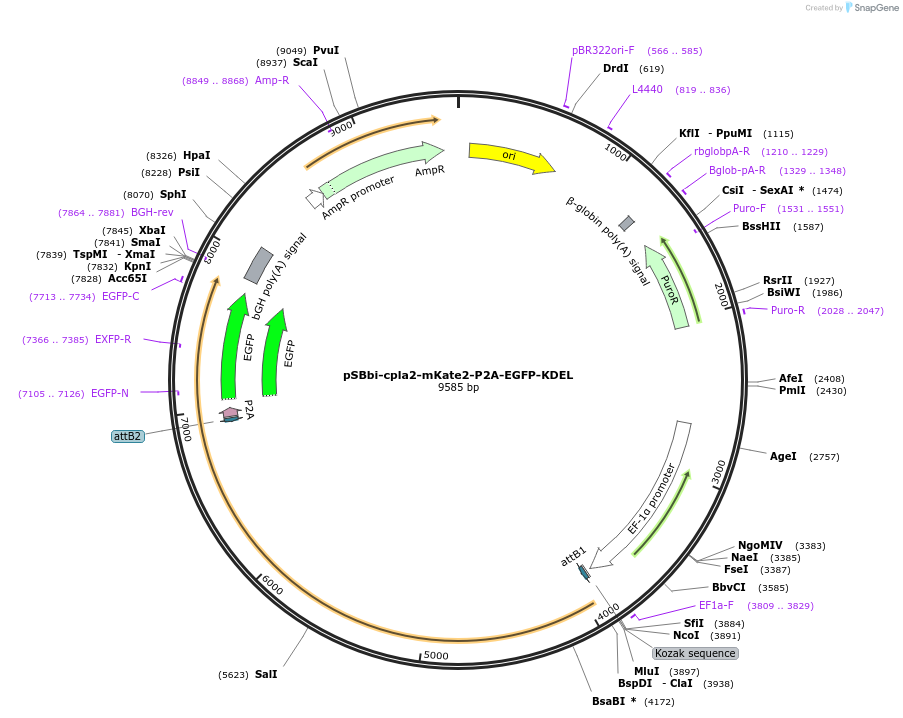 250904-plasmid-map-sequence-id-498494