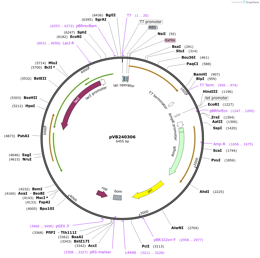 250660-plasmid-map-sequence-id-498506