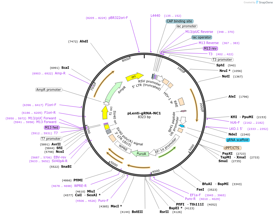 248557-plasmid-map-sequence-id-498508