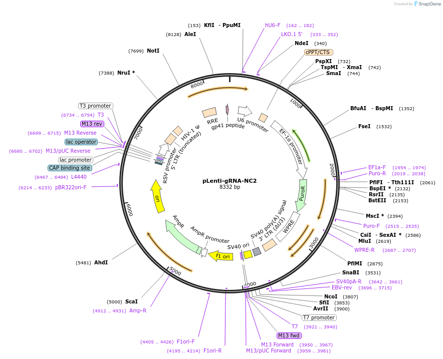248558-plasmid-map-sequence-id-498509