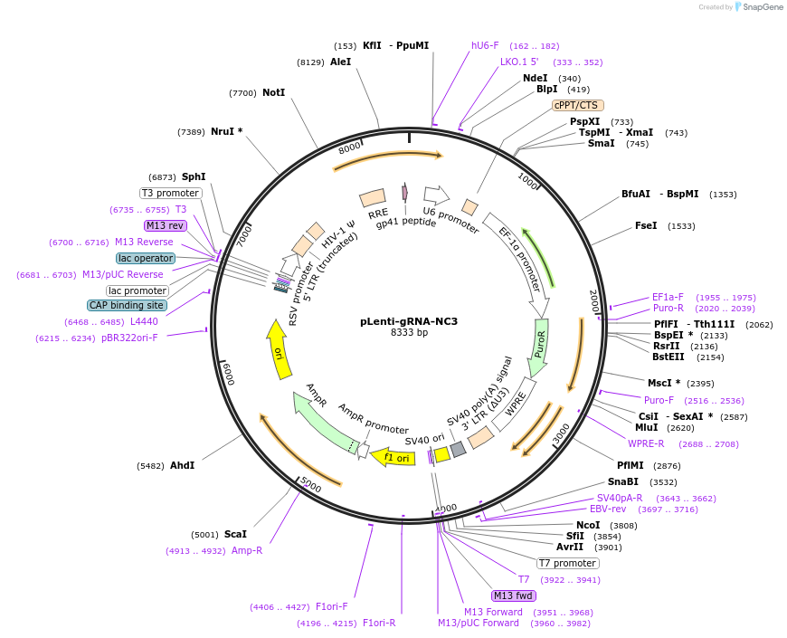 248559-plasmid-map-sequence-id-498512