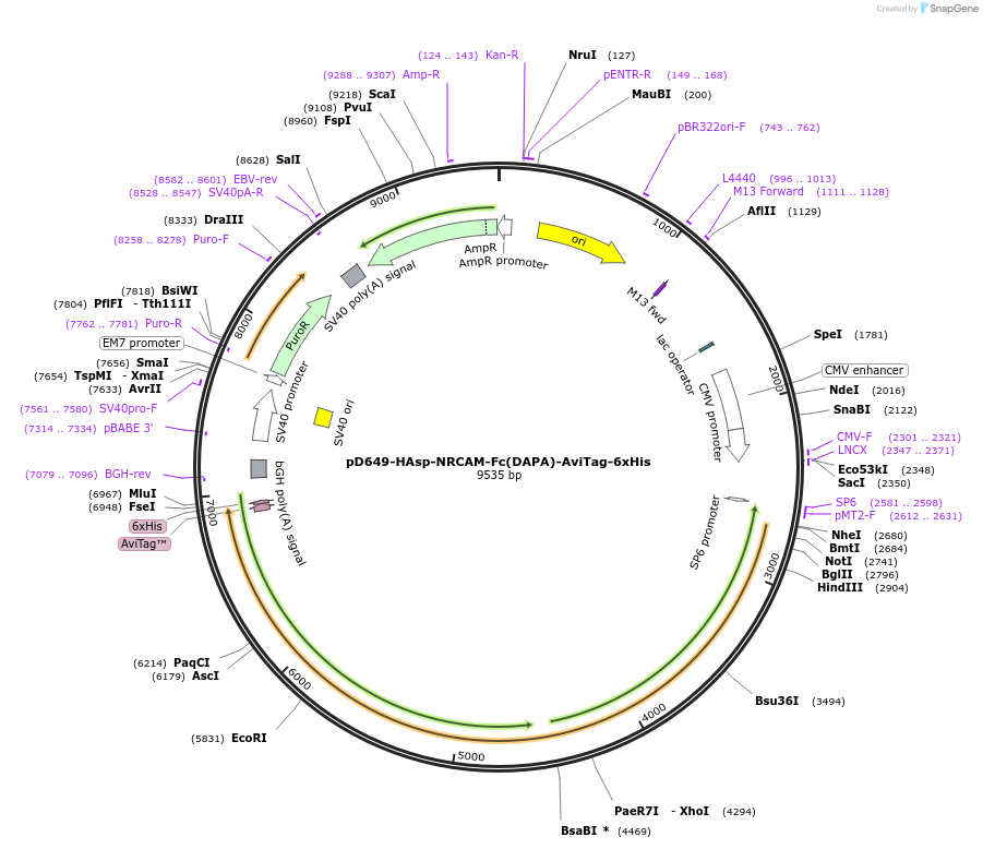 157033-plasmid-map-sequence-id-498519